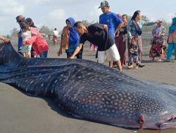 Hiu Tutul 4 Meter Berat 1 Ton Mati Terdampar di Pantai Pagak Purworejo